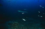 Silberspitzenhai am Shark Reef