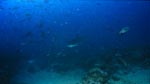 Silberspitzenhai auf Patrouille am Shark Reef