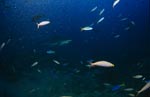 Silberspitzenhai inmitten von bunten Korallenfischen