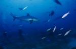 Silberspitzenhai patrouilliert am Shark Reef