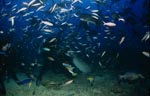 Gewoehnlicher Ammenhai ist am Fischkoeder interessiert