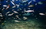 Gewoehnlicher Ammenhai im bunten Fischschwarm