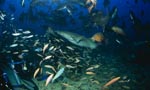 Gewoehnlicher Ammenhai schnappt sich einen Fischrest