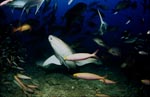 Gewoehnliche Ammenhaie dicht ueber dem Meeresgrund