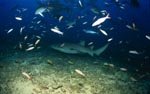 Gewoehnlicher Ammenhai ueber dem Meeresgrund