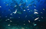 Gewoehnlicher Ammenhai in Fischkonzentration