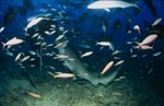 Gewoehnlicher Ammenhai holt sich den Fischkoeder