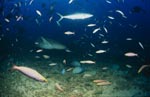 Gewoehnlicher Ammenhai sondiert die Lage am Shark Reef