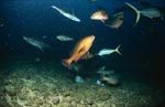 Gewoehnlicher Ammenhai mit bunten Fischen vom Shark Reef