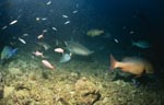Gewoehnlicher Ammenhai erkundet das Shark Reef
