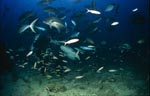 Gewoehnlicher Ammenhai kurz vor dem Fischkoeder