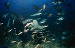 Gewoehnlicher Ammenhai vor dem Fischkoeder