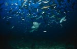 Gewoehnlicher Ammenhai naehert sich dem Fischschwarm von unten