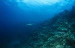Schwarzspitzen-Riffhai am Shark Reef