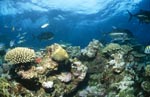 Schwarzspitzen-Riffhai und Giant Trevally am Shark Reef