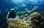 Schwarzspitzen-Riffhai, Taucher und Korallenfische