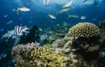 Schwarzspitzen-Riffhaie, Korallen und Taucher