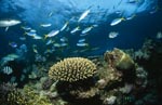 Schwarzspitzen-Riffhaie, Korallen und bunte Fische