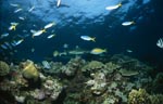 Schwarzspitzen-Riffhaie am Korallenriff