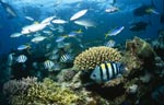 Schwarzspitzen-Riffhaie ziehen am Korallenriff vorbei