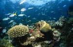 Schwarzspitzen-Riffhai am Korallenriff