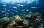Schwarzspitzen-Riffhai, bunte Fische und Korallen