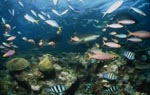 Schwarzspitzen-Riffhai und bunte Korallenfische