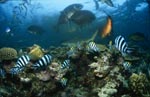 Schwarzspitzen-Riffhai, Giant Trevally und Korallenfische