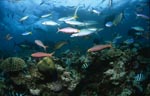 Schwarzspitzen-Riffhai mit bunten Korallenfischen