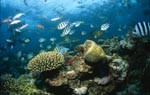 Schwarzspitzen-Riffhai haelt Ausschau am Korallenriff