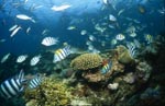 Schwarzspitzen-Riffhai in einer Vielfalt von Korallenfischen