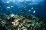 Schwarzspitzen-Riffhai patrouilliert am Korallenriff