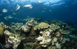 Schwarzspitzen-Riffhai schwimmt am Korallenriff entlang