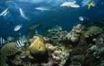 Schwarzspitzen-Riffhai im bunten Treiben des Korallenriffes