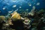 Schwarzspitzen-Riffhaie, Steinkorallen und Korallenfische