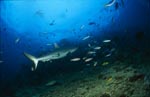 Grauer Riffhai am Shark Reef