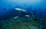 Grauer Riffhai am Shark Reef in der Beqa Lagoon