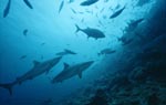 Graue Riffhaie erreichen das Shark Reef