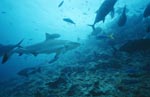 Grauer Riffhai durchstreift das Shark Reef
