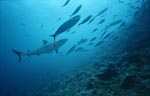 Grauer Riffhai am Shark Reef