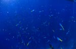 Blaugoldene Fuesiliere, Taucher und andere Korallenfische