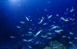 Blaugoldene Fuesiliere und andere Korallenfische