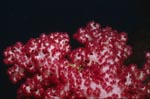 Beeindruckende Weichkoralle (Dendronephthya sp)