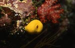 Gelber Schwamm an einem Korallenriff in der Beqa Lagoon
