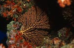 Gorgonie im bunten Korallenriff