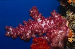 Rote Weichkoralle im blauen Wasser des Meeres