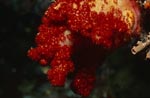 Intensiv rot leuchtende Weichkoralle