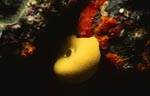 Gelber Schwamm im bunten Korallenriff