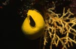 Gelber Schwamm im Korallenriff
