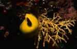 Gelber Schwamm leuchtet im Korallenriff